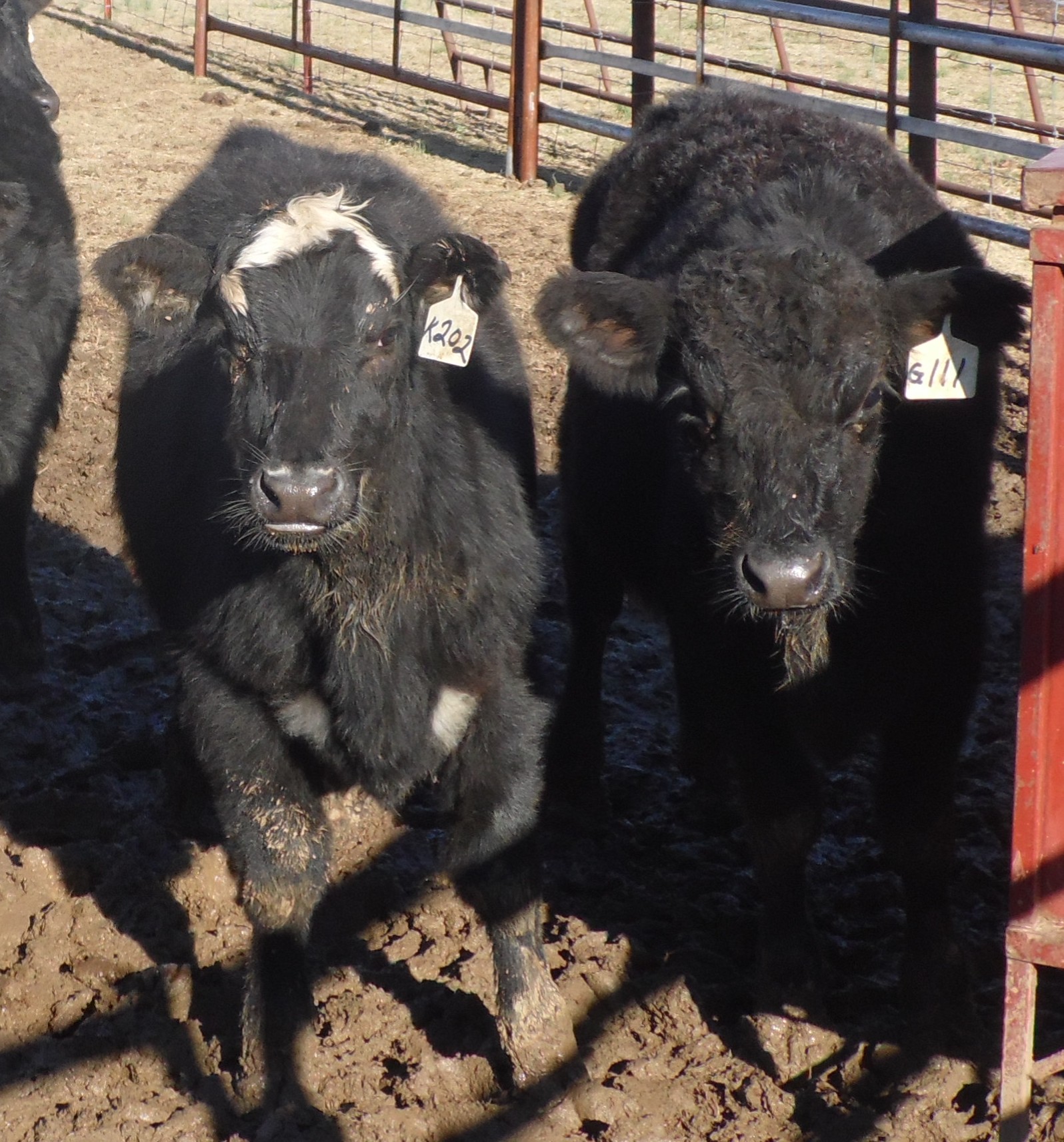 Two black cows