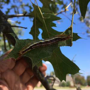 Oakleaf caterpillar