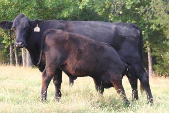 cow/calf operation in Scott County