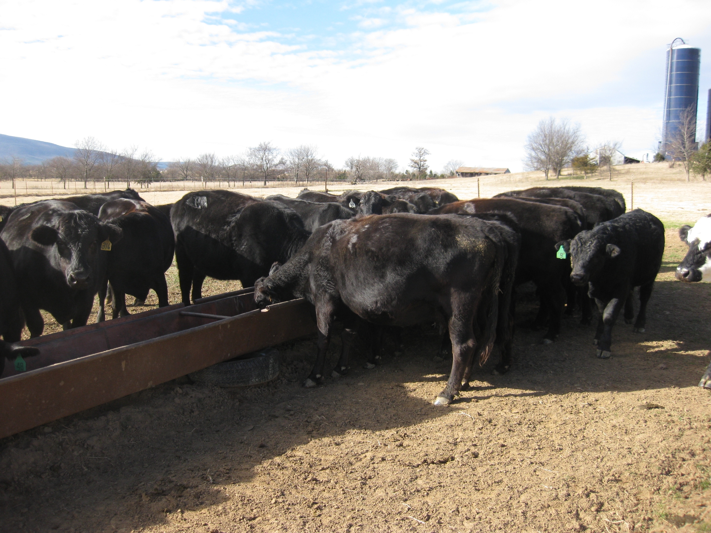 Bob Armstead Farm Commercial Agriculture in Sebastian County