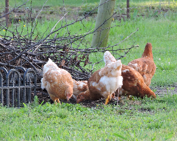Chickens in yard