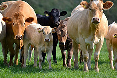Multiple Cows and Calves in green pasture 