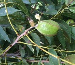 arrested nut development due to auxin herbicide injury