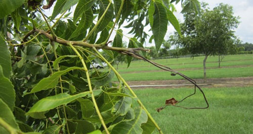 early symptoms of auxin herbicide injury to pecan