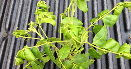 auxin injury symptoms of pecan