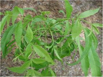 Glyphosate injury to young pecan tree shows strappy lanky leaves