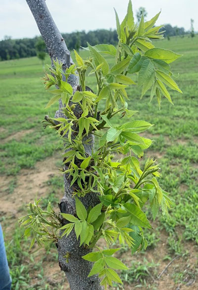 glyphosate injury on young pecan tree shows yellowing leaves