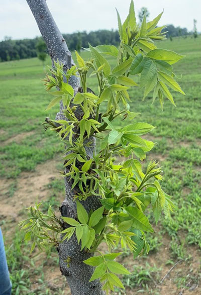 glyphosate injury on young pecan tree shows yellowing leaves