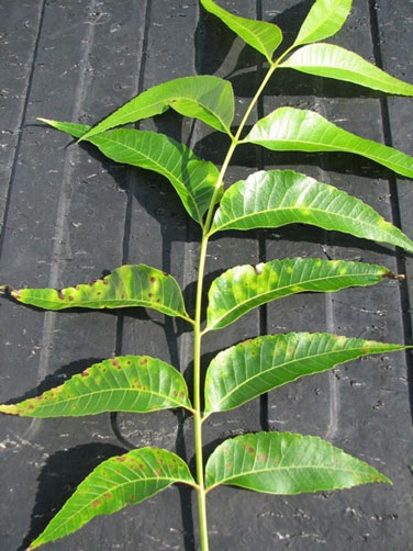 paraquat injury showing yellowing leaves