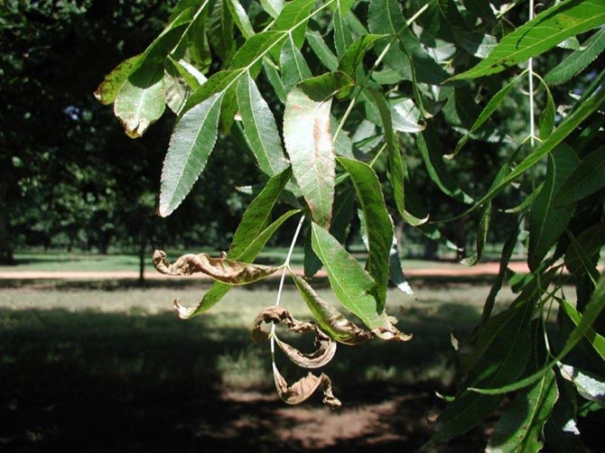 older paraquat injury pecan 