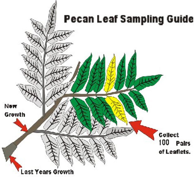 Pecan leaf sampling guide showing new growth towards the end of the branch and old growth closer to the base