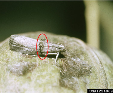 pecan nut casebearer moth