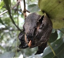 pecan shuck decline shows shrivelled black shell