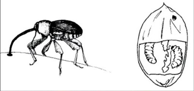 adult pecan weevil and pecan nut with larvae inside