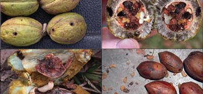 Pecans damaged by weevil 