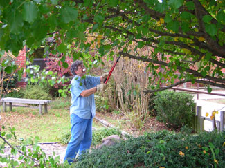 Van Buren county, Arkansas Pruning Tree at Local School