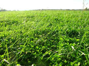 Van Buren county forage photo - image of green grass in a field
