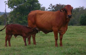 Photo of a mother cow and a baby calf nursing