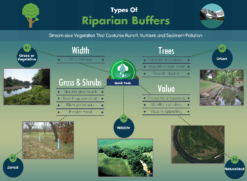 Riparian Buffer Infographic