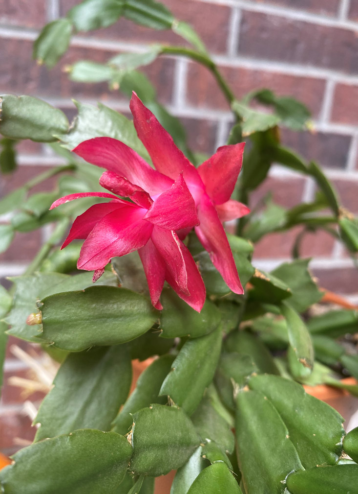 close up of a dark pinkish red christmas cactus bloom