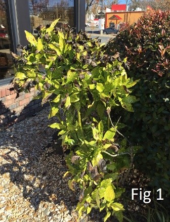 leafburn in broadleaf evergreen