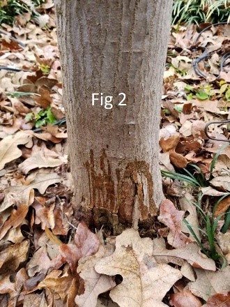 lower trunk bark splitting on a tree