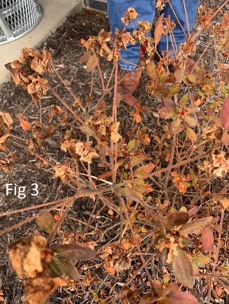 evergreen foliage with damage