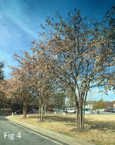 leave "stuck" on crape myrtle