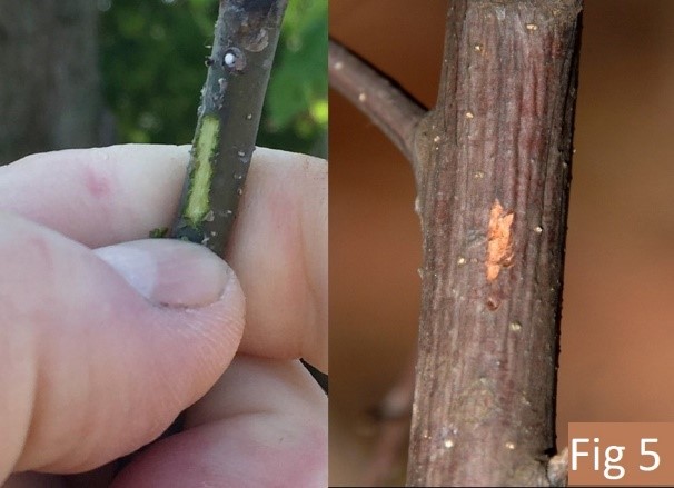 scratch test - green underneath or brown?