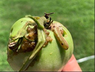 green tomato with armyworm green tomato with armyworm