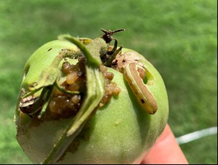 green tomato with armyworm