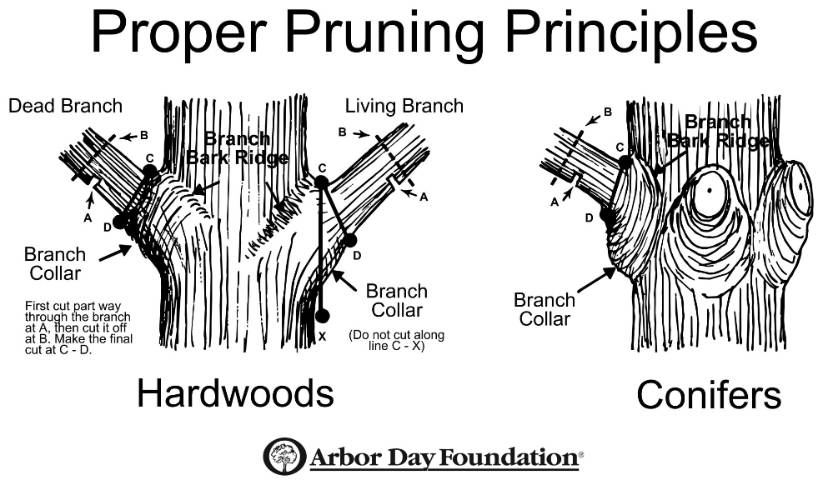 Arbor Day Foundation illustration of proper pruning