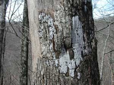 tree bark with gray fungi