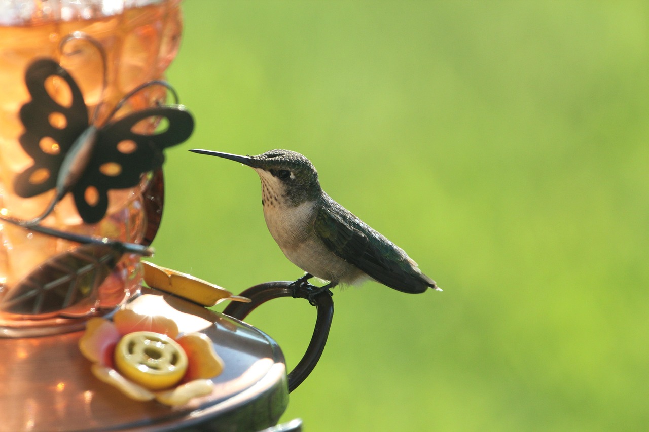 hummingbird at feeder