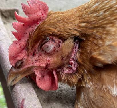 buffalo gnat bites on chicken's head