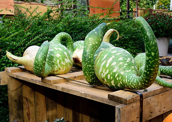 green bottle gourds mottled with light green specks