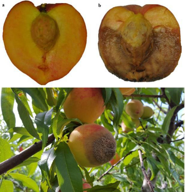 brown rot on peach fruits