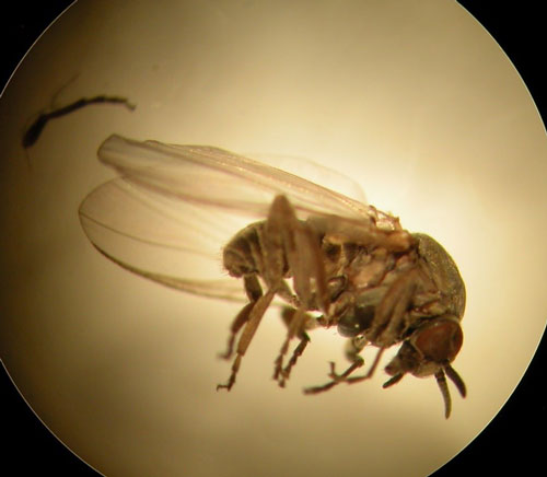 buffalo gnat adult under microscpoe