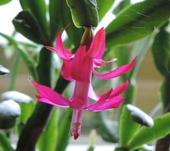 close up of a dark pinkish red christmas cactus bloom