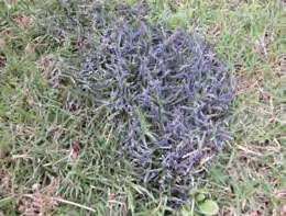 Grass mold shop