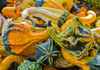 ornamental gourds in various shapes, sizes, skin textures, and colors