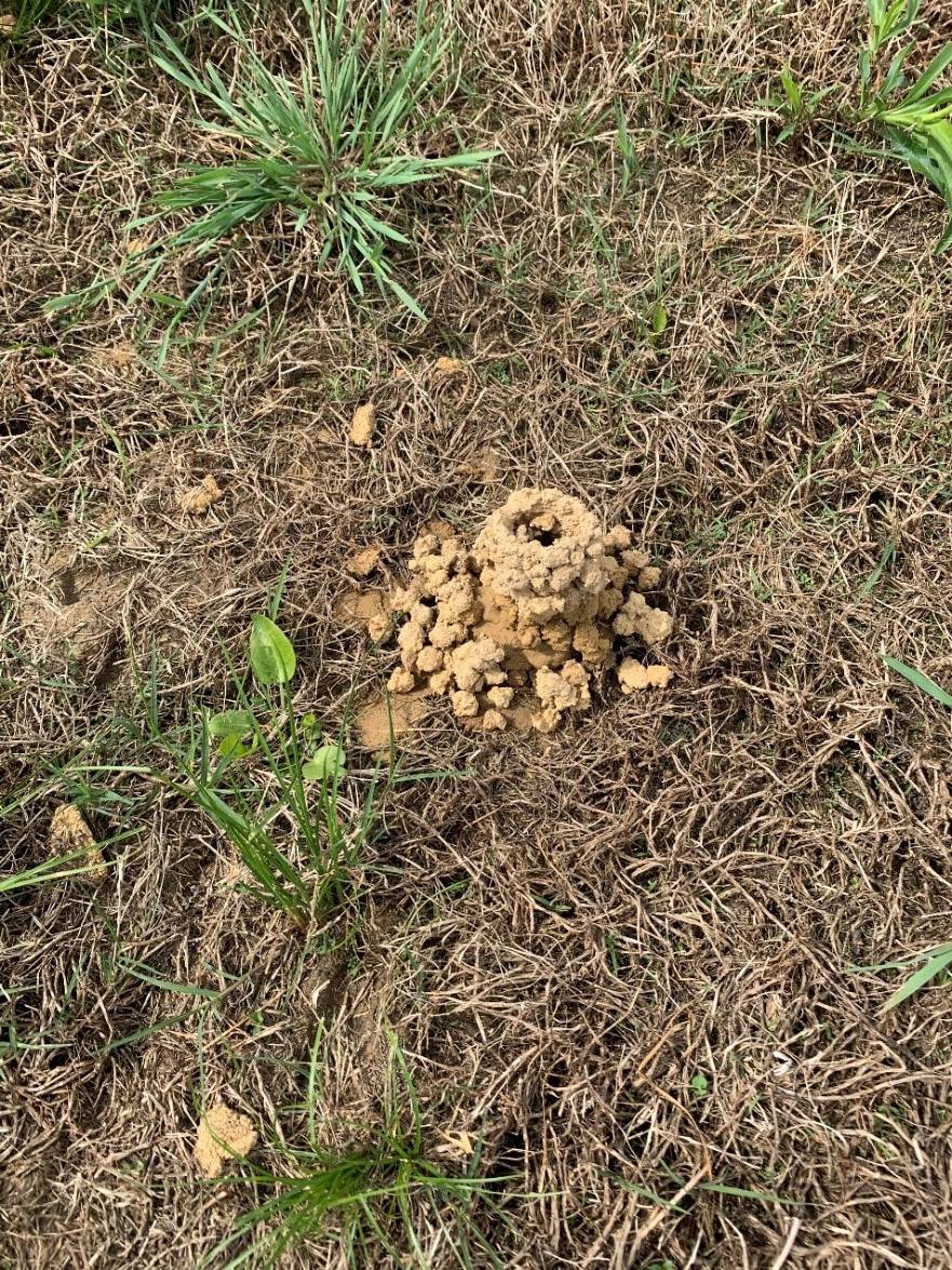 soil mound in yard