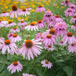 pink echinacea flowers