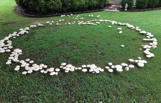 white mushrooms clustered together 