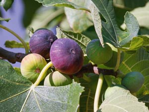 when to prune fig trees in california