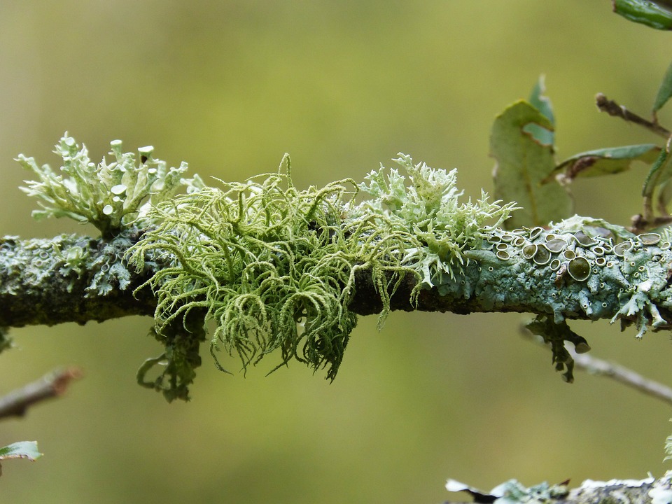 lichen growth on tree branch