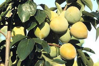 Unripe round firm fruits still on the tree. Fruits are light greenish yellow and will become orange when ripened