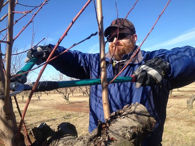 Man demonstration how to prune a fruit tree