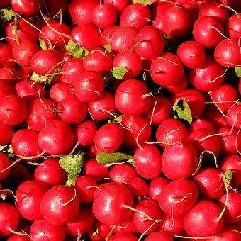 Red radishes of various sizes.