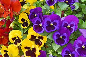multiple colors of pansies red, white, yellow pansies